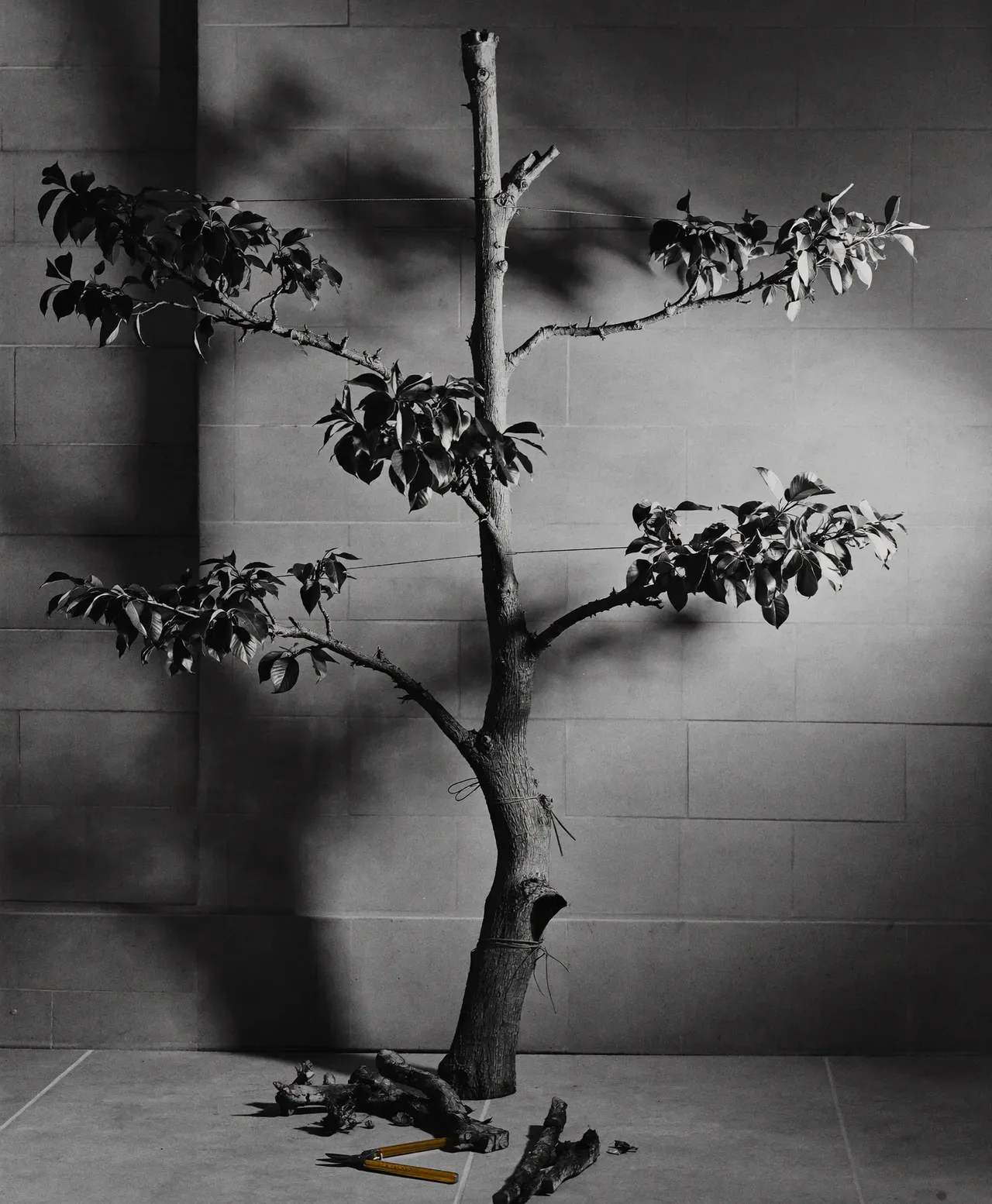 Every branch has to earn its place on the wire.